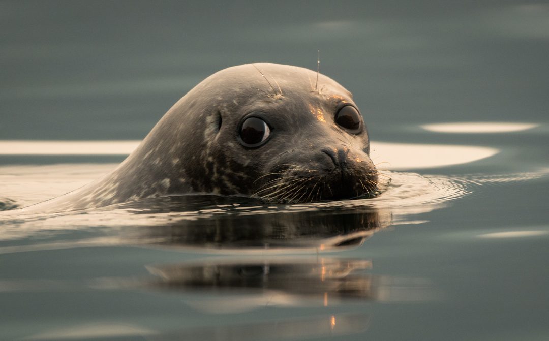 Wildlife Photo of the Week: Misty Morning Harbor Seal