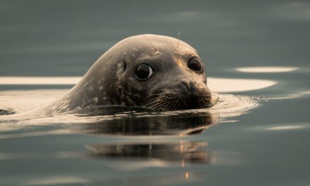 Wildlife Photo of the Week: Misty Morning Harbor Seal