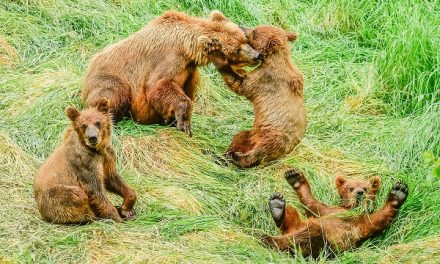 Traveler Story: Brown Bear Photos from an Alaskan Safari