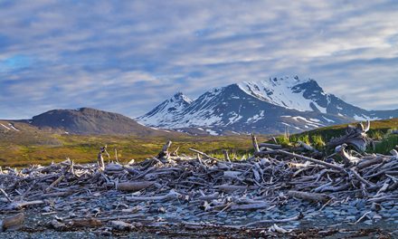 Help Protect Alaska’s Bears from the Pebble Mine!
