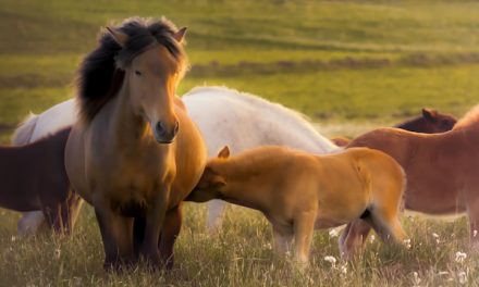 Inspiring Iceland: Five Facts About the Land of Ice & Fire