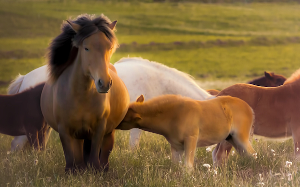 Icelandic horses in a meadow.