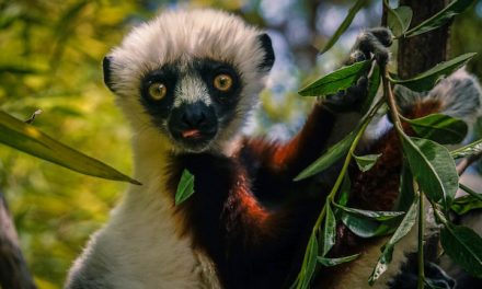 Celebrate World Lemur Day with Fifteen Fascinating Facts About Lemurs
