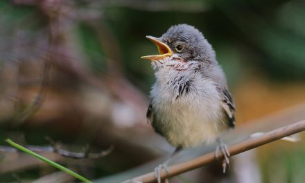 Giving Females Their Voices: Understudied Birdsong