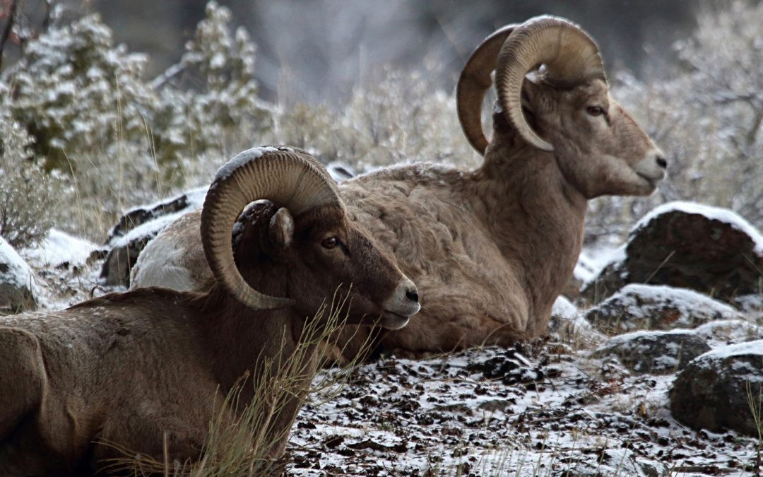 Video: Bighorn Sheep Return to Their Yosemite Homeland