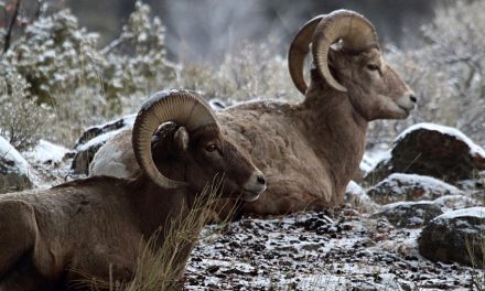 Video: Bighorn Sheep Return to Their Yosemite Homeland