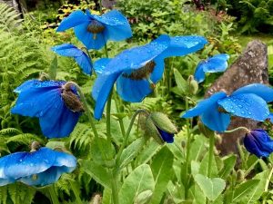 Poppies in Alyeska, AK