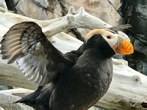 Puffin in Alaska