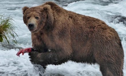 Traveler Story: Ultimate Alaska Wildlife Safari