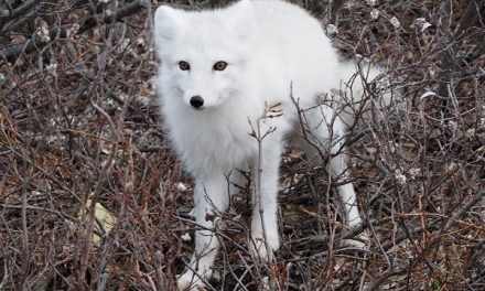 Traveler Story: Photography on the Churchill Tundra