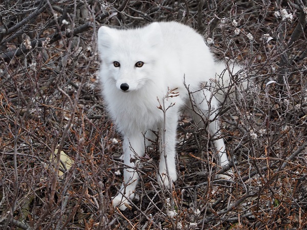 Arctic fox Churchill