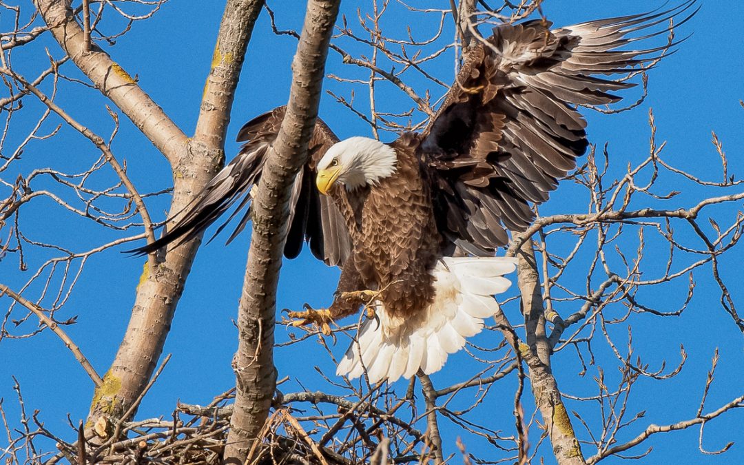 Wildlife Photo of the Week: Bald Eagle Beauty
