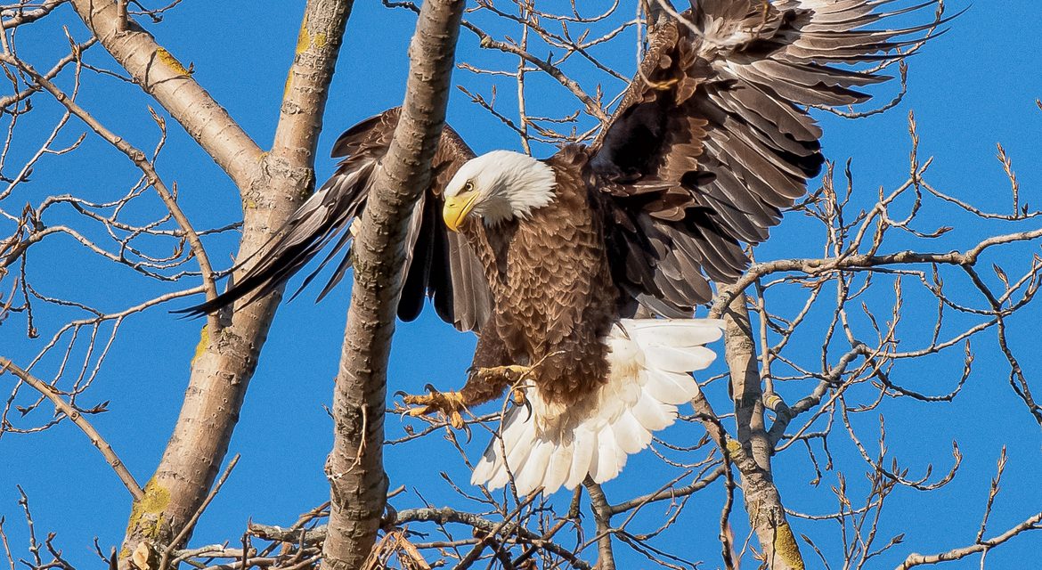 Wildlife Photo of the Week: Bald Eagle Beauty