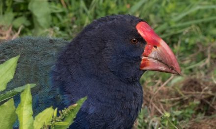 Traveler Story: New Zealand Nature Explorer