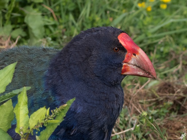 Bird in New Zealand