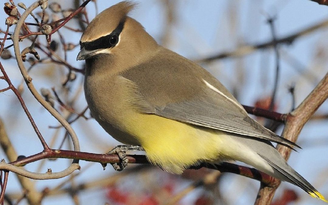 Video: Identifying Birds—and Avoiding Awkward Captions
