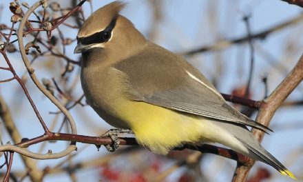 Video: Identifying Birds—and Avoiding Awkward Captions