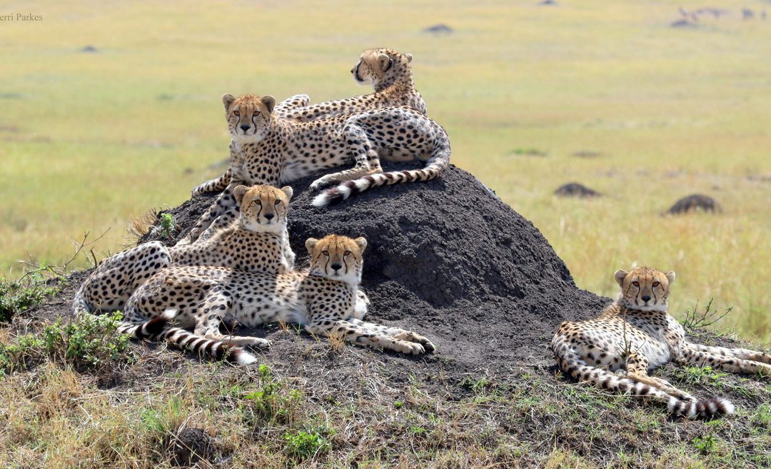 Wildlife Photo of the Week: Family Affair