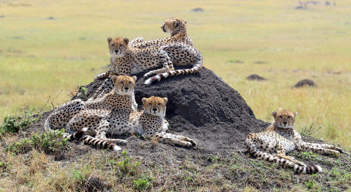 Wildlife Photo of the Week: Family Affair