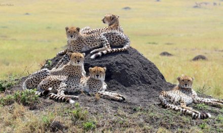 Wildlife Photo of the Week: Family Affair