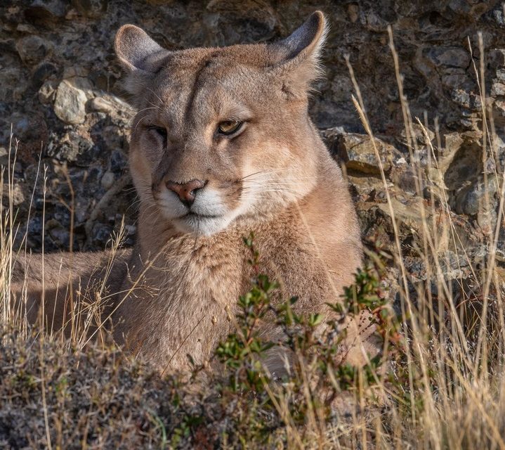 Wildlife Photo of the Week: Patagonian Puma