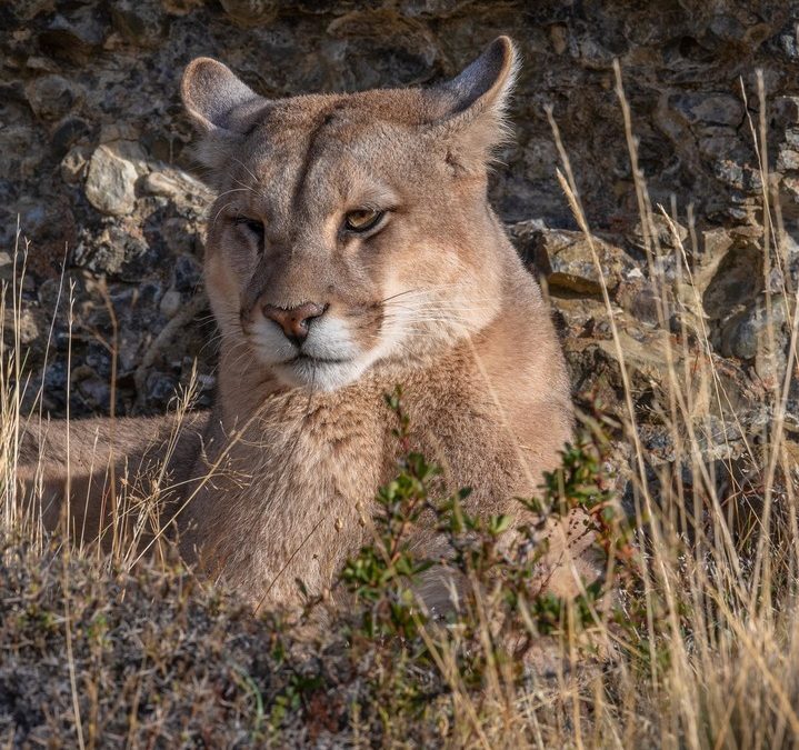Wildlife Photo of the Week: Patagonian Puma