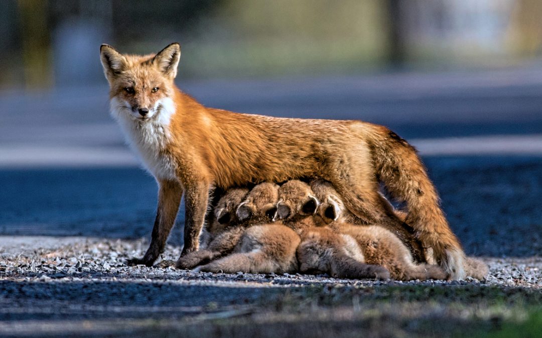 Wildlife Photo of the Week: Fox Family