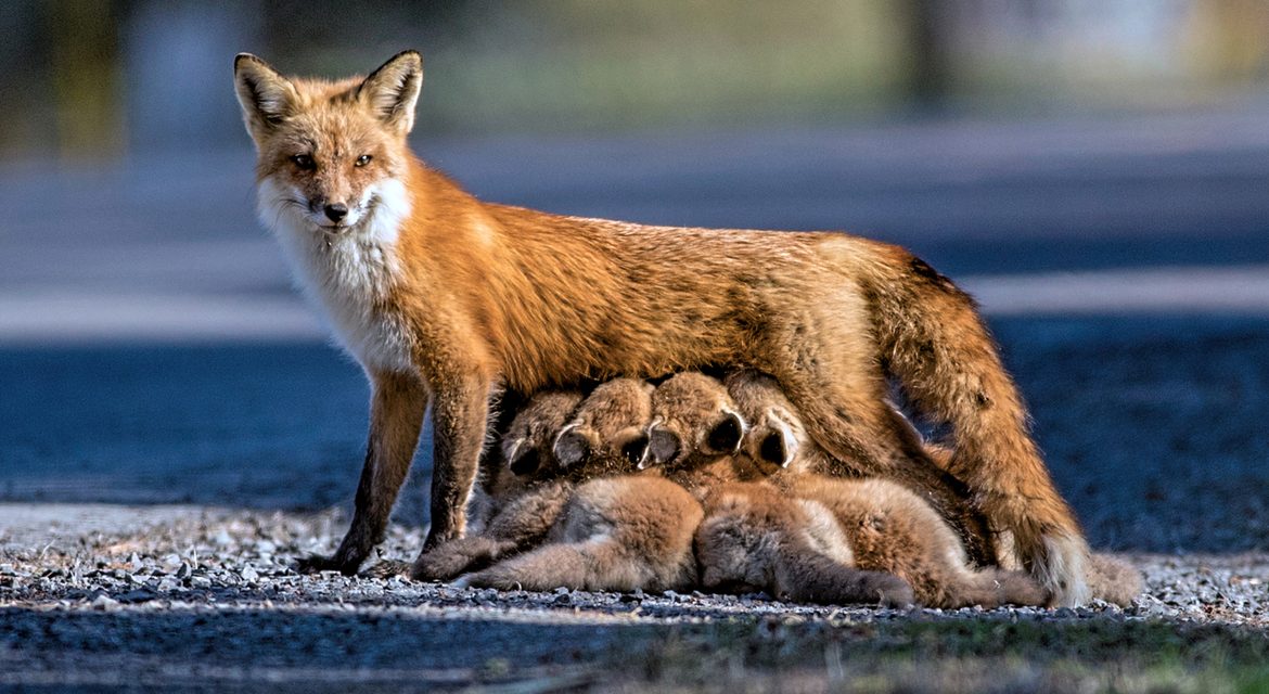 Wildlife Photo of the Week: Fox Family