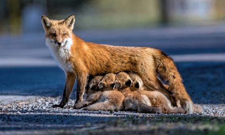 Wildlife Photo of the Week: Fox Family