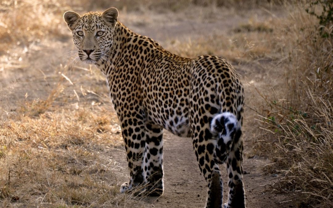 Wildlife Photo of the Week: Taking a Look Back