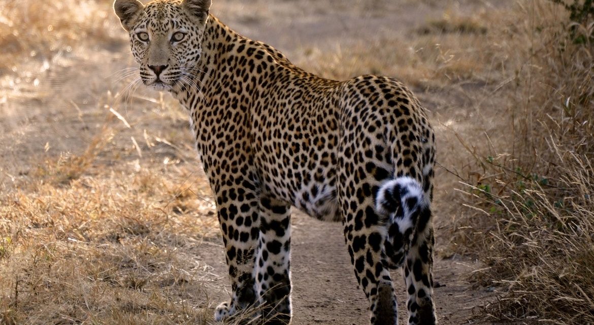 Wildlife Photo of the Week: Taking a Look Back