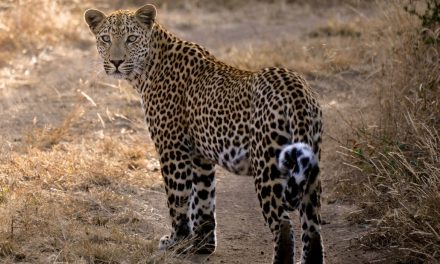 Wildlife Photo of the Week: Taking a Look Back
