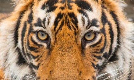 Wildlife Photo of the Week: Tiger Eyes