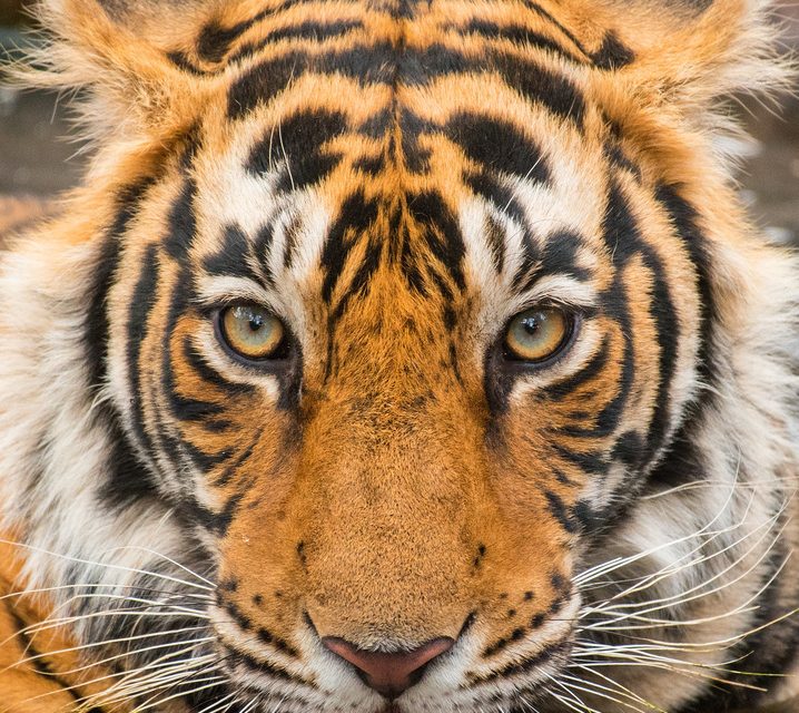 Wildlife Photo of the Week: Tiger Eyes