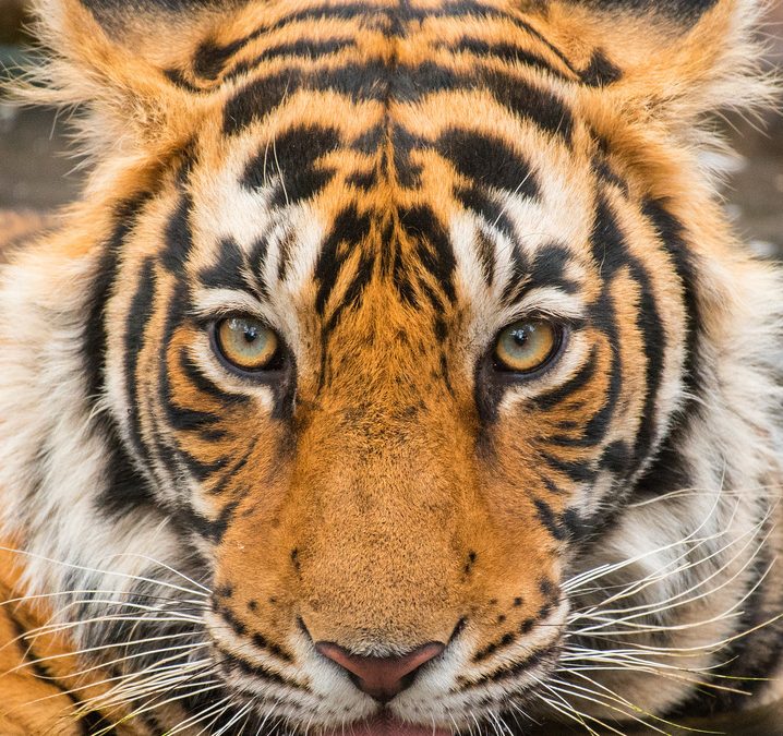 Wildlife Photo of the Week: Tiger Eyes