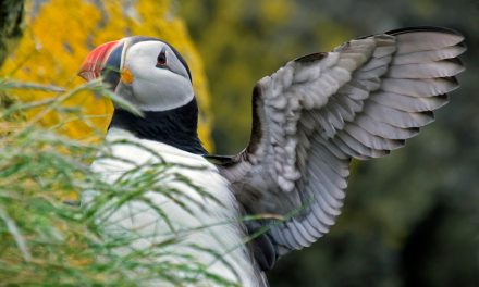 Cuteness Overload: A Scotland Puffins Photo Essay