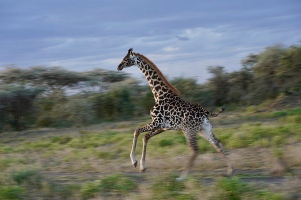 Wild giraffe running in Tanzania