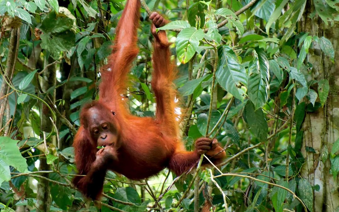 Meet the All-Women Volunteer Firefighters Making a Big Difference in Borneo
