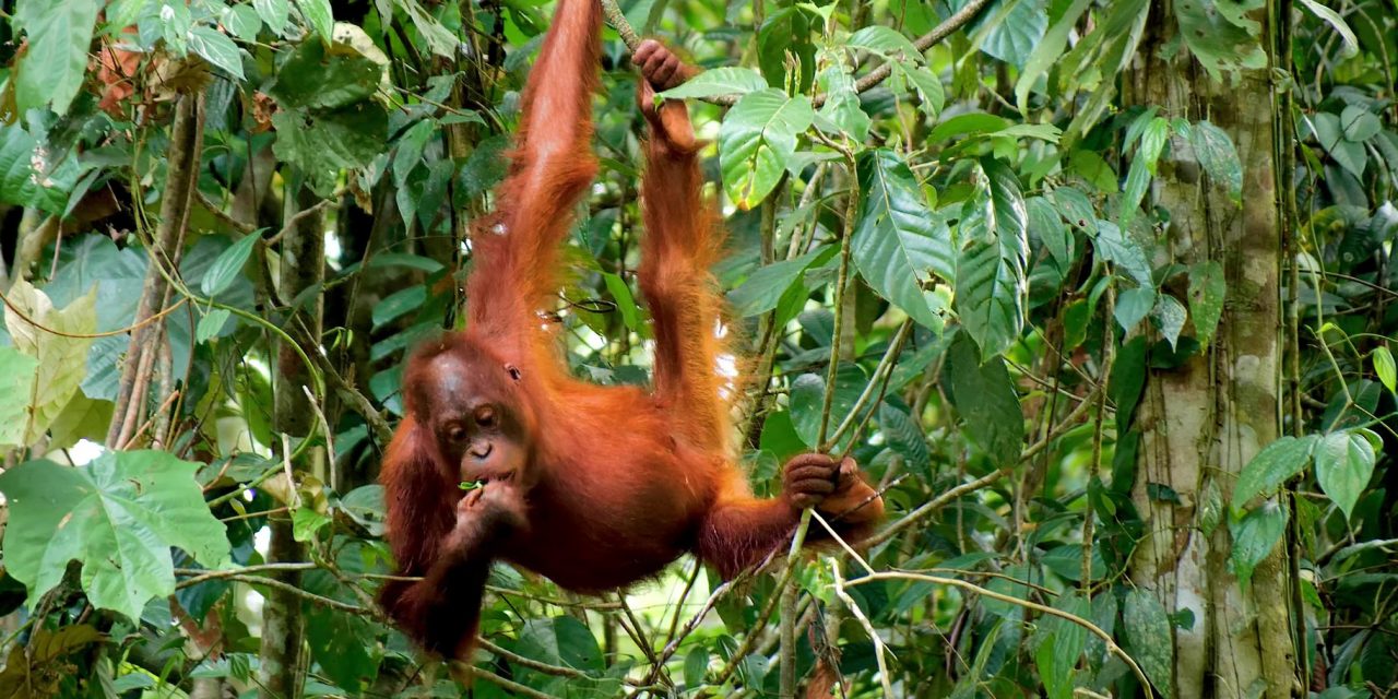 Meet the All-Women Volunteer Firefighters Making a Big Difference in Borneo