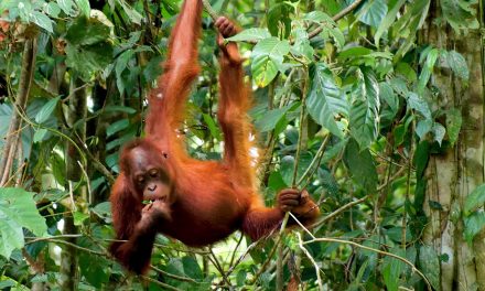 Meet the All-Women Volunteer Firefighters Making a Big Difference in Borneo