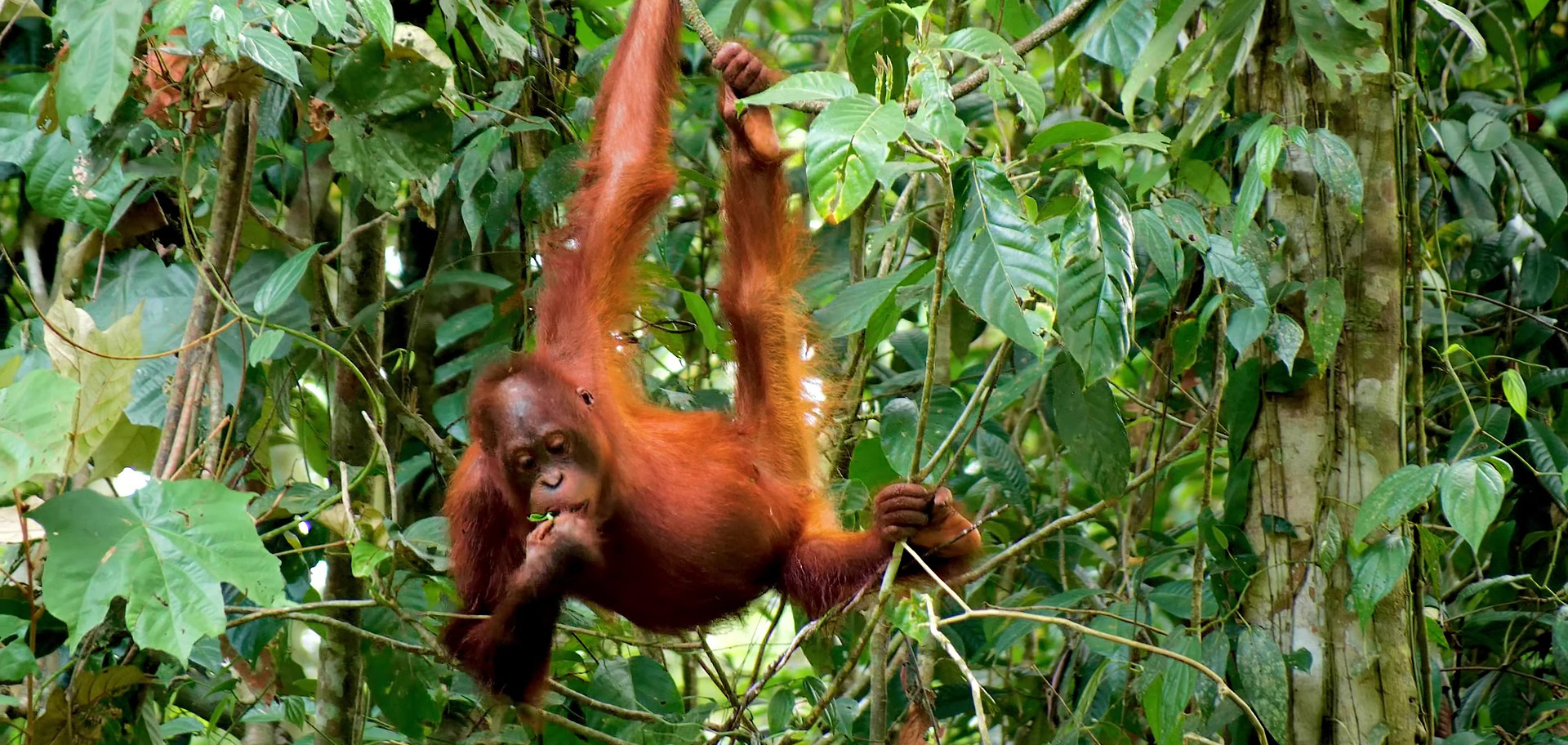 Borneo Orangutan