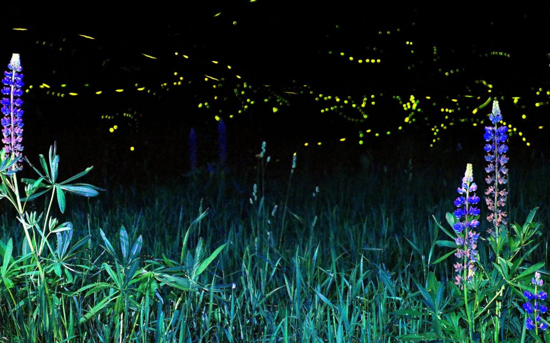 Videos: Summer Nights with In-Sync Fireflies