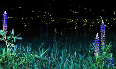 Videos: Summer Nights with In-Sync Fireflies