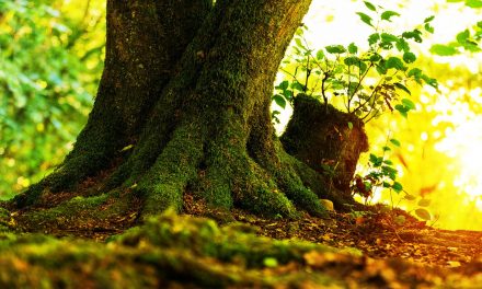 “The Lorax”: Prophetic Warning or Poor Forest Management?