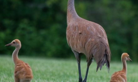 Wildlife Photo of the Week: Looking