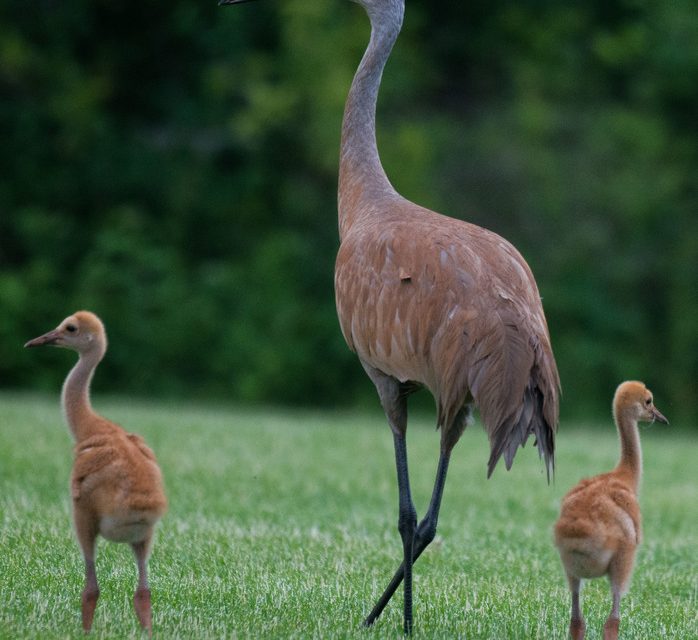 Wildlife Photo of the Week: Looking