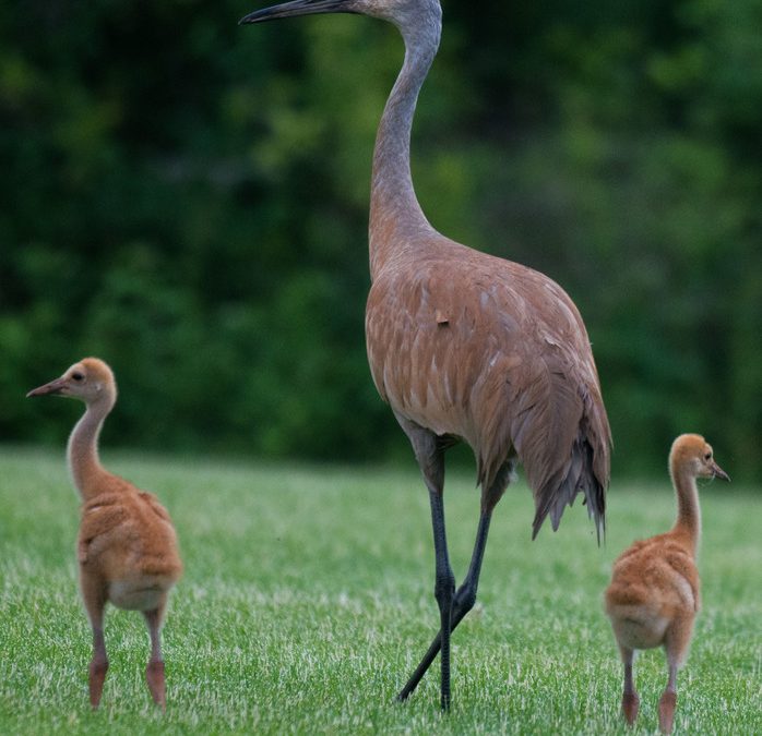 Wildlife Photo of the Week: Looking