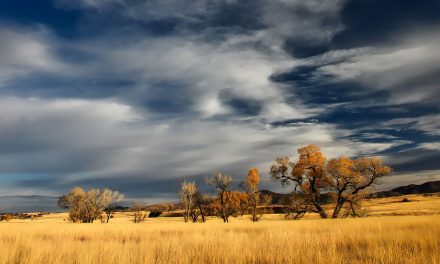Video: The Pull and Pulse of Patagonia