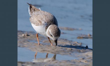 Our Best Public Land Defenders Have Feathers, Fins or Fur