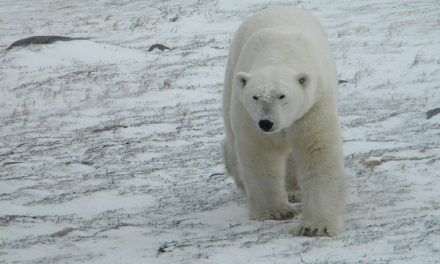 Photos from Churchill Polar Bear Adventures